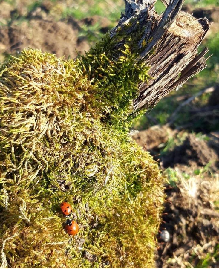 Willa Floressens En Champagne Terrasse Privative Sur Le Vignoble Fleury-la-Riviere Zewnętrze zdjęcie