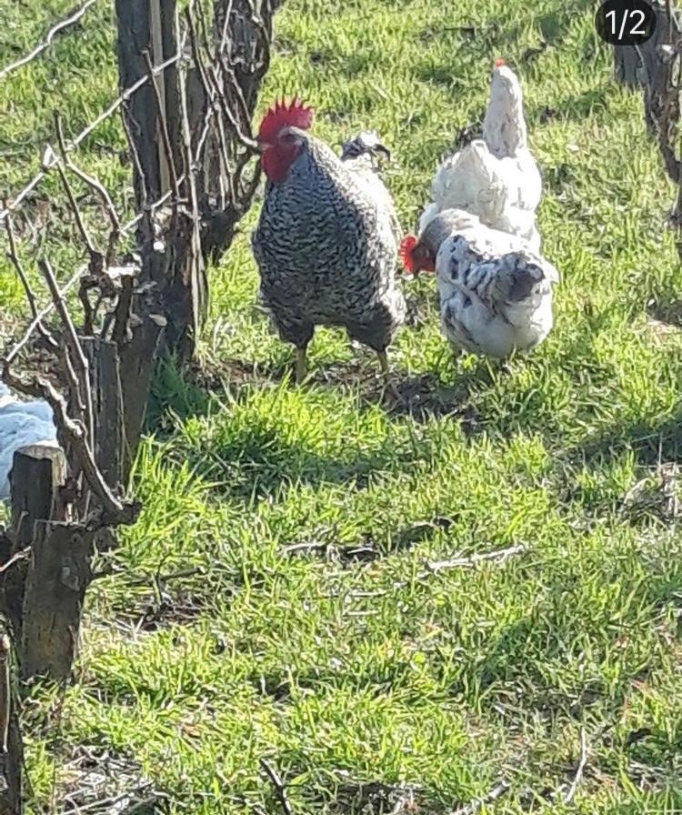 Willa Floressens En Champagne Terrasse Privative Sur Le Vignoble Fleury-la-Riviere Zewnętrze zdjęcie