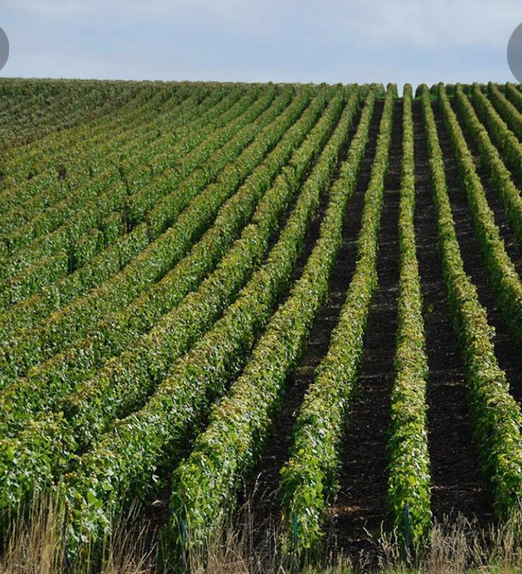 Willa Floressens En Champagne Terrasse Privative Sur Le Vignoble Fleury-la-Riviere Zewnętrze zdjęcie