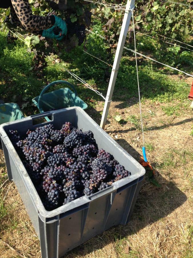Willa Floressens En Champagne Terrasse Privative Sur Le Vignoble Fleury-la-Riviere Zewnętrze zdjęcie